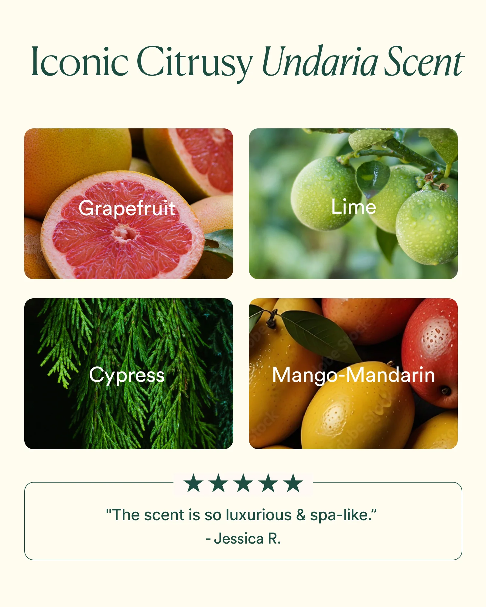 Undaria Algae⢠Body Wash - Image 5