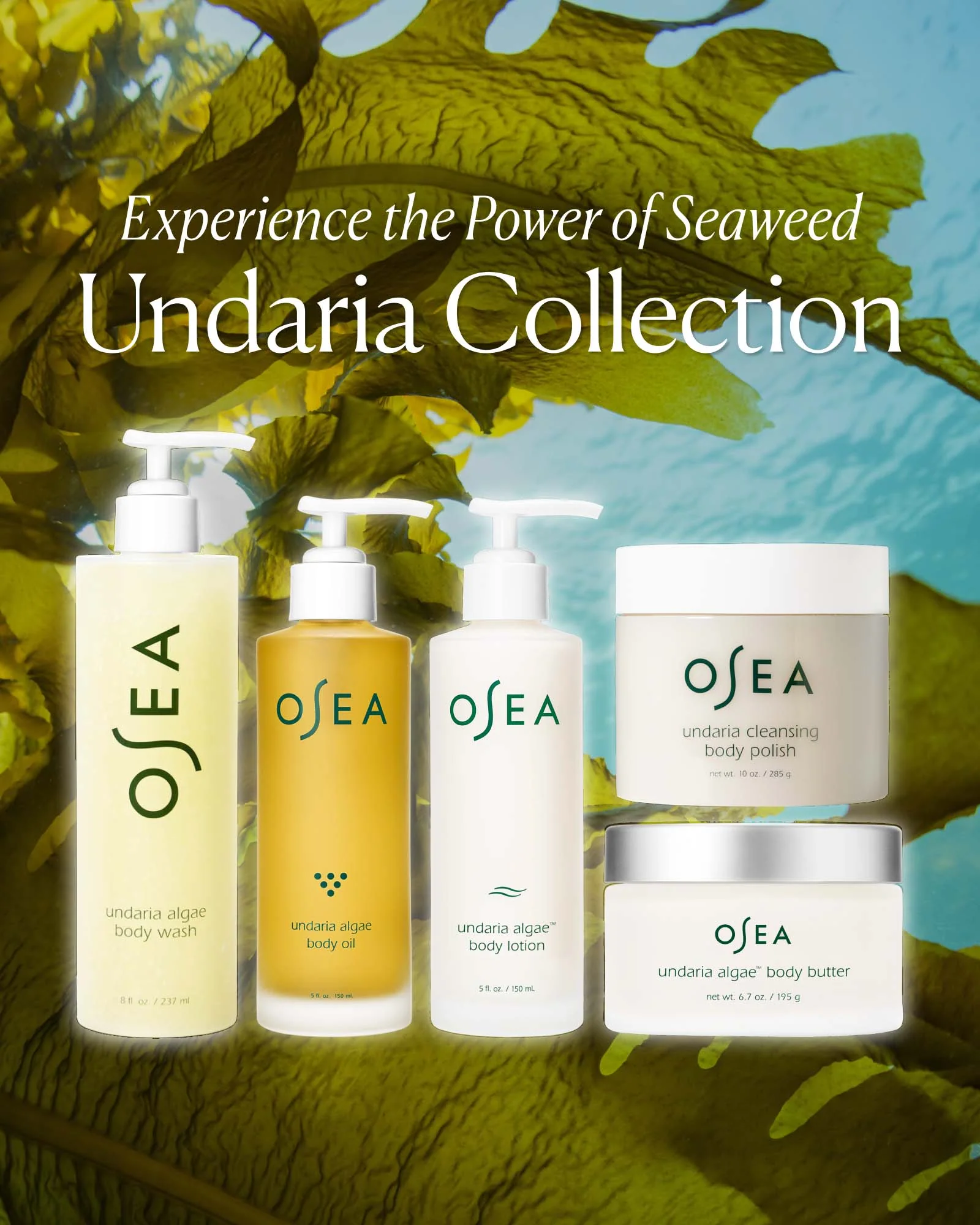 Undaria Algae™ Body Butter - Image 7